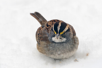 A Male White-throated Sparrow Looking at the Camera While Eating Seeds off the Snow