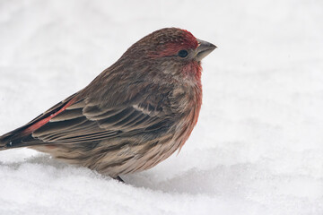 Close-up of a Male House Finch Standing in the Snow
