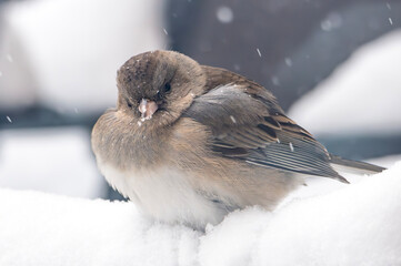 Close-up of a female sparrow looking into the camera while sitting on snow