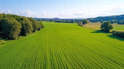 Fototapeta premium Vibrant sunflower field in summer sunshine in Franconia, Germany