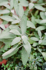 Fototapeta premium Green leaves grow in a garden bed with sunlight shining down on them in the summer afternoon