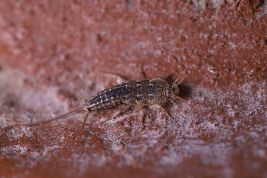 Detailed macro of a Common Silverfish Lepisma saccharina in a fixed position, close-up of a grey primitive wingless insect highlighting its three tail-like appendages and sensory antennae. Natural env