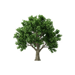 Mature tree with lush green leaves on black background
