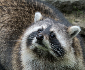 portrait of a cute racoon with a beautiful face mask

