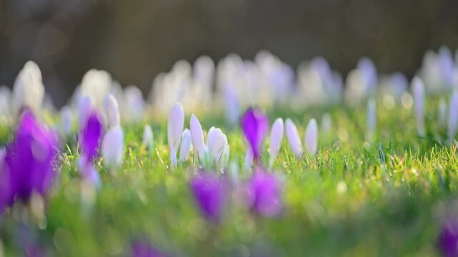 White crocus flowers blooming in forest meadow, sunny peaceful spring, ultra HD slow motion