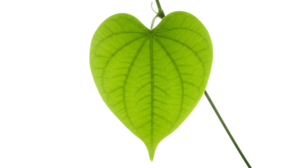 Heart Shaped Vibrant Green Leaf with Translucent Veins Isolated on White Background, Love and Nature Concept