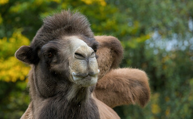 beautiful portrait of a brown camel