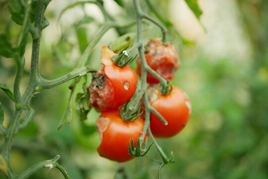 Rotten Phytophthora infestans tomato Solanum lycopersicum late blight with severe decay, mold and fungi anthracnose. Farm farming bio organic rot vegetables plant. Close-up attacked insect pests.