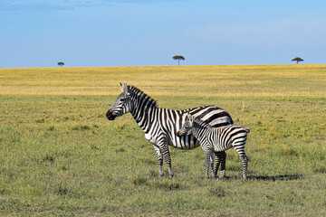 Obraz premium Zebra mother with foal in African savanna, Kenya