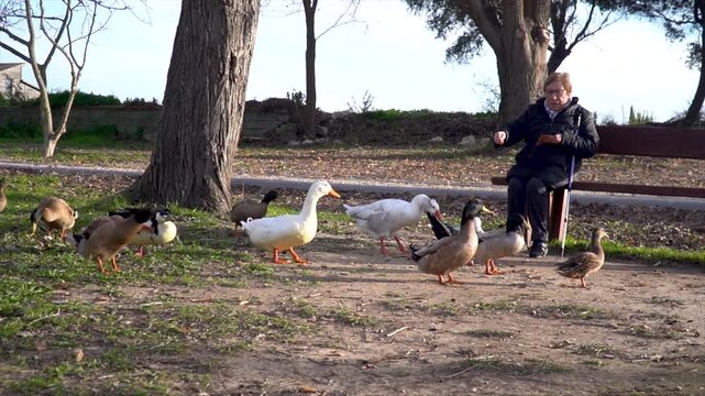 A grandmother feeds the ducks while sitting on a park bench.