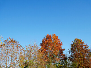 autumn trees against blue sky
