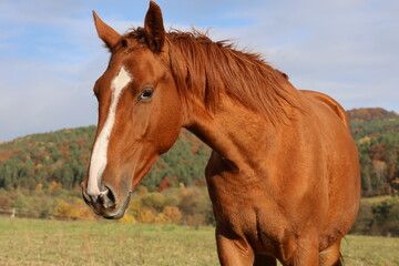 Fototapeta premium Close-up of a brown horse's head with a white stripe