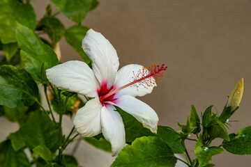Macro shot of a white hibiscus flower with a red center and long stamen. Tropical flora blooming in a Mediterranean garden. September, Turkey.