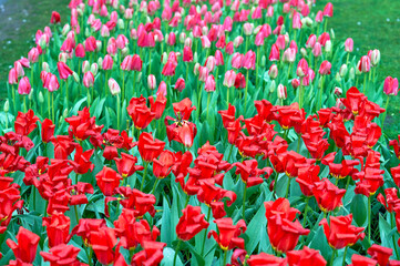 Fototapeta premium Colorful flowers in spring blossom in the park 