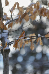 Feuilles sur les branches d'un arbre sous la neige en hiver. Feuille de h&ecirc;tre en hiver, Qu&eacute;bec, Canada.