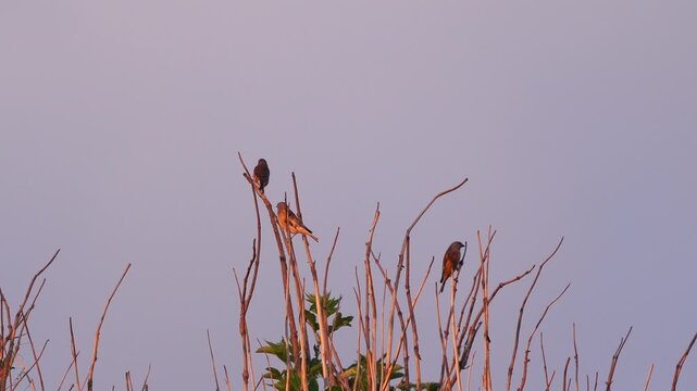 A group of common linnets (Linaria cannabina) sitting in the top of a shrub just before sunset.
