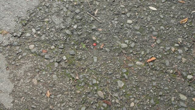 closeup gravel ground with scattered leaves, moss patches and small pebbles, muted autumn tones, subtle dampness, gritty surface detail for background and texture overlays, cinematic neutral palette