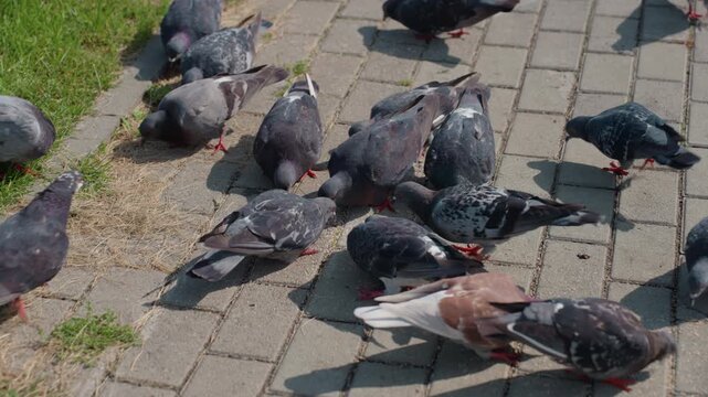 pigeons pecking seeds on pavement, sunlit city park setting, mixed grey and brown birds crowding and fluttering, close low angle view of feathers and beaks, scattered crumbs and grass edge visible,