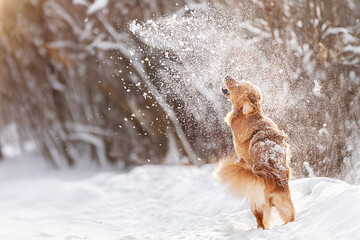 Naklejka premium Golden Retriever running and playing in deep winter snow. Active joyful dog outdoors in snowy forest. Perfect for pet brands, winter lifestyle, nature and outdoor content.