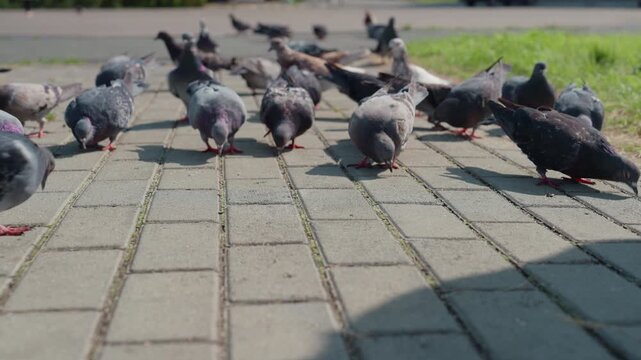 focused pigeon amid bustling city flock lowangle documentary style shot of mixedcolor pigeons foraging on paved sidewalk vendor scattering implied gentle afternoon light calm busy urban rhythm