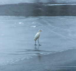 snowy great egret in the water and ice