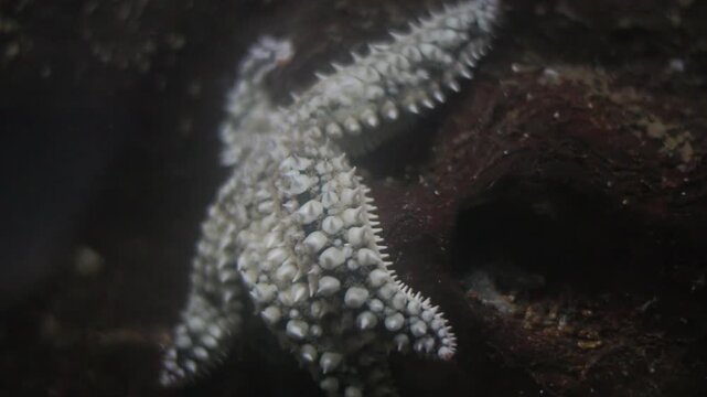White starfish moving slowly on dark rock