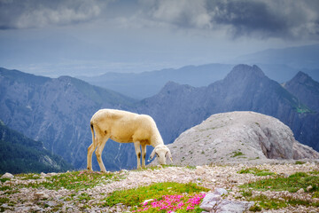 Beautiful sheep grazing grass on below Triglav summit against scenic mountain ridge in the background and purple flowers in front