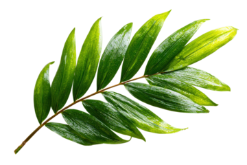 Fresh Green Bamboo Leaf Branch Isolated on White