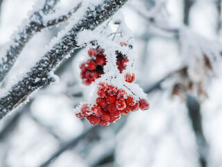 Traditional food and medical supply bunch of red frosted rowan berries hanging on tree in winter.