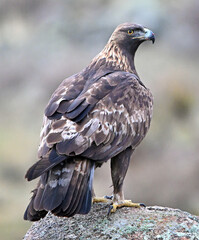 Fototapeta premium a powerful golden eagle (aquila chrysaetos) in spain