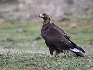 a beautiful golden eagle in the mountain