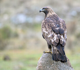 Fototapeta premium a beautiful golden eagle in the mountain