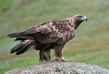 a powerful golden eagle (aquila chrysaetos) in spain
