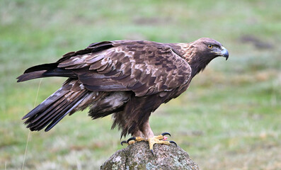 Fototapeta premium a beautiful golden eagle in the mountain