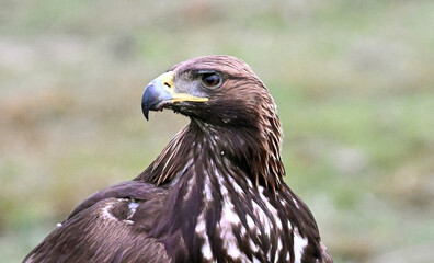 Fototapeta premium a powerful golden eagle (aquila chrysaetos) in spain