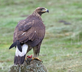 Obraz premium a beautiful golden eagle in the mountain