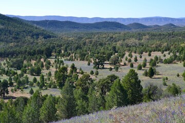 Outback landscape at Wipena Pound, South Australia