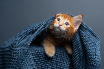 Curious ginger maine coon kitten under a blue knitted blanket peeking out looking up