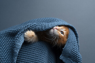 cute ginger maione coon kitten hiding underneath blue knitted blanket looking up curiously
