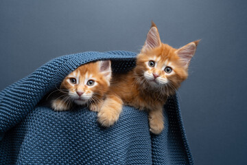 two orange maine coon kittens side by side underneath a blue knitted blanket peeking out looking curiously