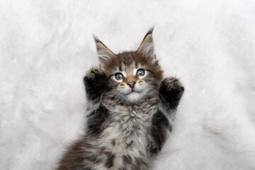 playful tabby maine coon kitten lying on back on white fur carpet looking at camera stretching out paws trying to reach the camera