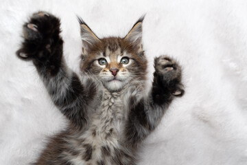 playful tabby maine coon kitten lying on back on white fur carpet looking at camera stretching out paws trying to reach the camera