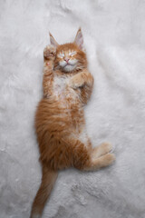 ginger maine coon kitten lying on white fur carpet sleeping