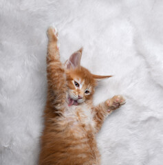 ginger maine coon kitten lying on white carpet grooming itself and licking fur