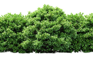 Obraz premium Lush Green Hedge of Dense Foliage