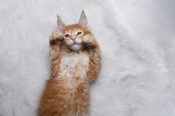cute ginger maine coon kitten lying on back on white fake fur carpet with paws raised looking up