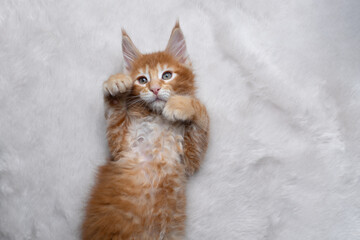 cute ginger maine coon kitten lying on back on white fake fur carpet with paws raised looking up