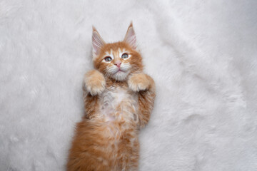 cute ginger maine coon kitten lying on back on white fake fur carpet with paws raised looking up
