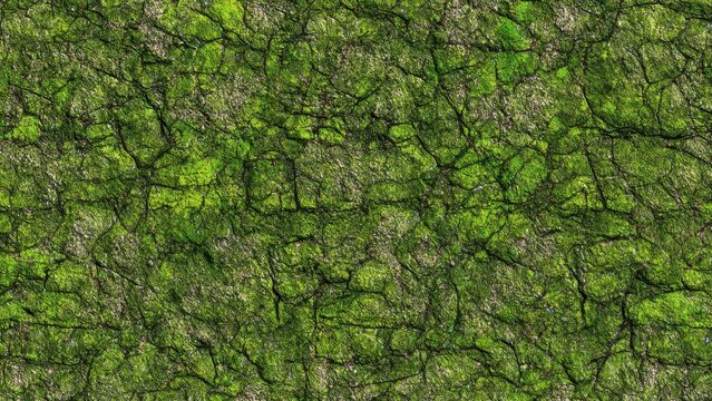 Moss Covered Ground Texture