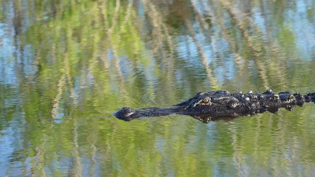 Slow motion clip of an menacing alligator swimming in reflective waters